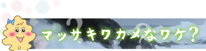 マッサキワカメなワケ